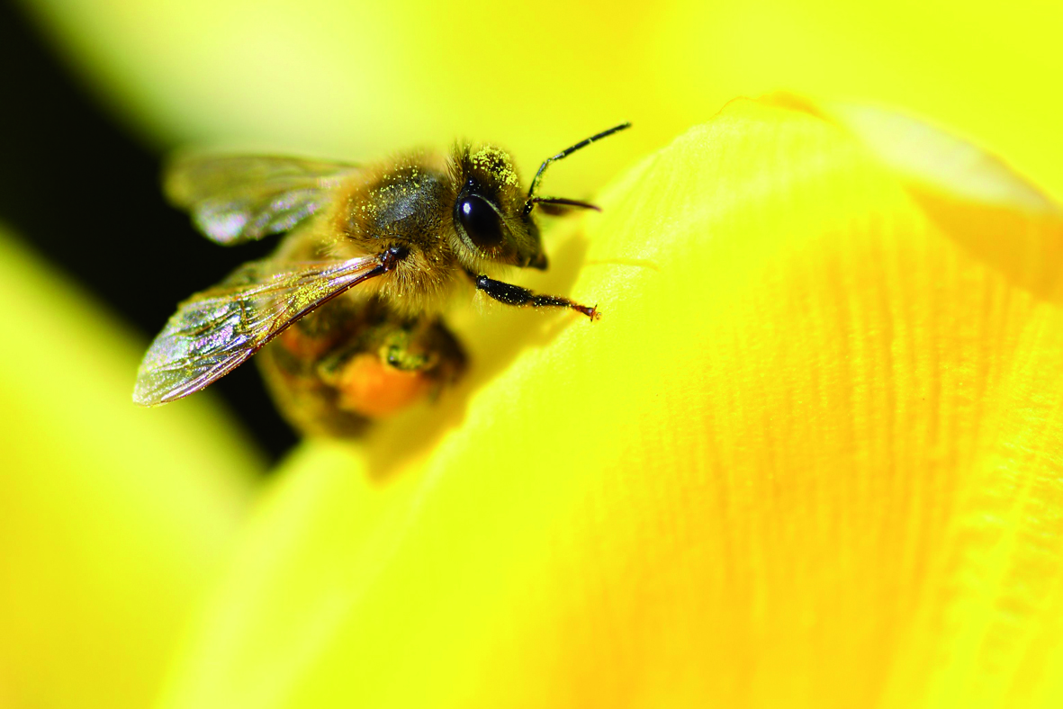 gelée royale abeille